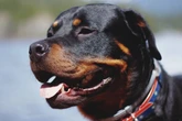 Rottweilers invadem casas e matam filhotes de gatos