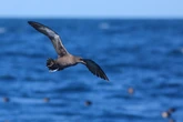 Sem cerimônia: aves marinhas fazem cocô várias vezes durante voo