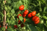 Veja alimento comum e econômico que pode ser cultivado dentro de casa