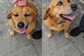 Vira-lata surpreende e leva pit-bull de “presente” para tutora