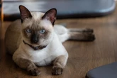 Queridinhos! Quatro características dos gato da raça thai