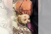 Vídeo: avô de 86 anos encanta web por rotina “fofa” com cadelinha Jade