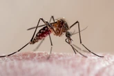 Novas estratégias ampliam combate à dengue, leishmaniose e Chagas