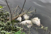 Peixes mortos: aparelho que oxigena água de lago na Aclimação quebrou