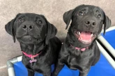 Labradora filhote faz melhor amiga em creche — e vem uma surpresa