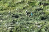 Drone do ICMBio flagra 50 mudas de maconha na Floresta Nacional