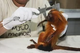 Saiba como funciona processo para determinar a extinção de animais