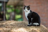 Entenda por que os gatos “frajolas” são ícones de estilo