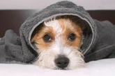 Inverno: frio pode ser perigoso para os pets; veja como evitar doenças