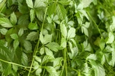 Nutri explica como a “planta da imortalidade” pode ajudar a emagrecer