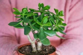 Saiba qual planta de fácil cultivo atrai prosperidade e boas energias