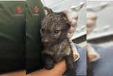Ferido, filhote de cachorro-do-mato foge de incêndio e é salvo no DF