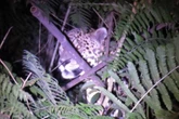 Única onça-pintada livre no RS, Yaboti é vista em parque; veja imagens