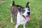 Pets idosos: confira brincadeiras para manter seu animal ativo