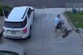 Vídeo. Perua corre atrás de homem e o ataca nos Estados Unidos
