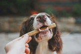 Confira os sinais de que o seu cachorro está estressado