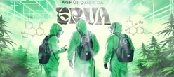 Venda de “sementes da noia” faz agrônomos da erva pegarem pena pesada