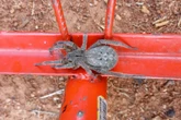 Como se proteger da picada de armadeira, aranha mais temida do Brasil