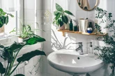 Cuide do banheiro e de você: plantas perfeitas para banheiros úmidos