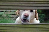 Veja se latidos excessivos do cachorro podem gerar multa de condomínio