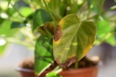 Saúde das plantas: o que folhas murchas, marrons ou ressecadas indicam