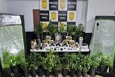 Hervachips: personal da maconha é preso com skunk “artesanal”
