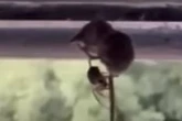 Vídeo mostra aranha prendendo mamífero 10 vezes mais pesado que ela