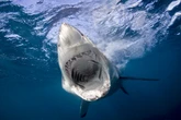 Anos após Tubarão, cientistas dão fim à fama de peixe devorador