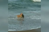 Cachorra se arrisca no mar para salvar tartaruga em SC
