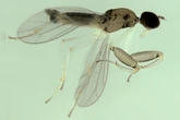 Nova espécie de mosca predadora é descoberta na Mata Atlântica