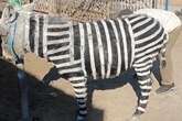 Zoológico da China pinta burro com listras para imitar zebra