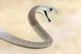 Veneno de cobras mambas pode “driblar” ação de antídoto. Entenda