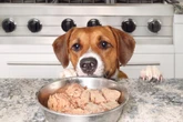 Cachorro pode comer qualquer tipo de proteína? Veterinária responde