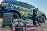 Cães da PRF encontram 12 kg de skunk em malas de adolescente. Vídeo