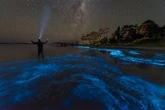Marés bioluminescentes: entenda como fenômeno ocorre e onde encontrar