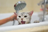Por que os gatos têm tanto medo de água? Veterinário explica