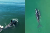 Baleia-franca faz acrobacias ao lado do filhote em SC. Vídeo