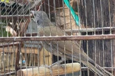 De sargento a sabiá: homem é multado por ter aves em cativeiro. Vídeo