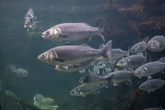 Peixonauta? Cientistas querem criar peixes no espaço para alimentação