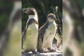 Casal de pinguins do mesmo sexo choca ovo de espécie em extinção