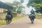 Militares fazem ronda ostensiva montados em búfalos. Vídeo