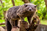 Zoológico russo celebra filhotes de binturongs, o “urso-gato”