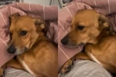 Vídeo: cachorro encanta ao fazer drama para chamar atenção da família