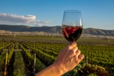 Tomar vinho todos os dias é seguro? Saiba o que acontece com seu corpo