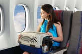 Vai viajar com seu pet? Veja 5 cuidados para evitar imprevistos