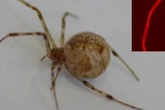 Aranhas geneticamente modificadas criam teias vermelhas fluorescentes