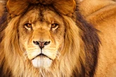 Carta aos meus filhos sobre animais perigosos, e o que fazer