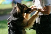 Veterinário indica quais são as 6 melhores raças de cães de guarda