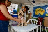 Sejus abre 150 vagas para castração de animais domésticos do Sol Nascente