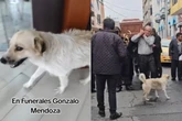 Cão “trabalha” em funerária, acompanha velórios e consola famílias